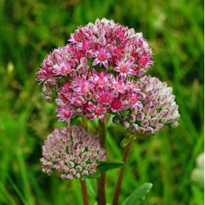 Große Fetthenne 'Seduction Green Pink' (Sedum telephium) mit rosa Blütenständen im Garten.