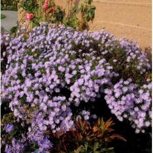 Sommeraster Kylie (Aster amellus) mit lila Blüten im Gartenbeet.