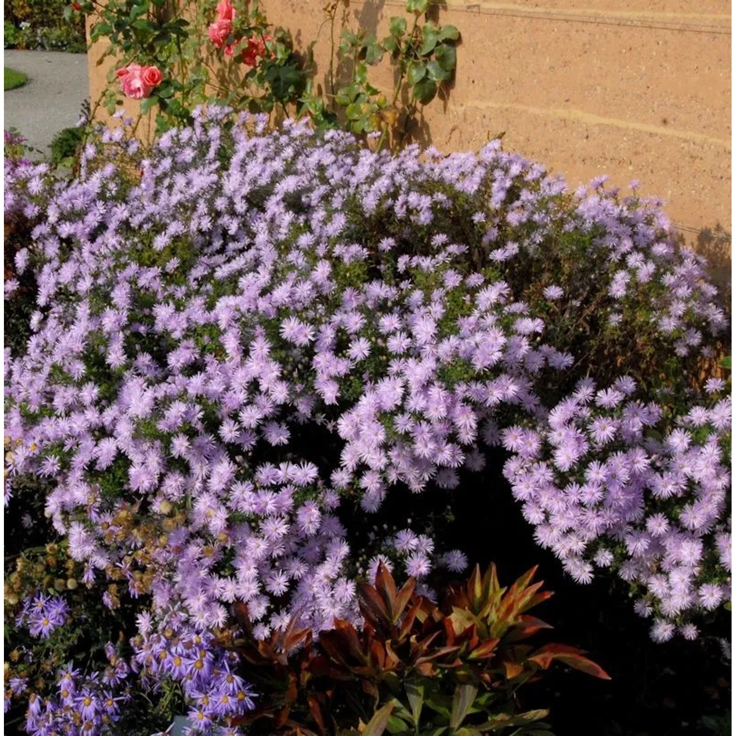 Sommeraster Kylie - Aster amellus