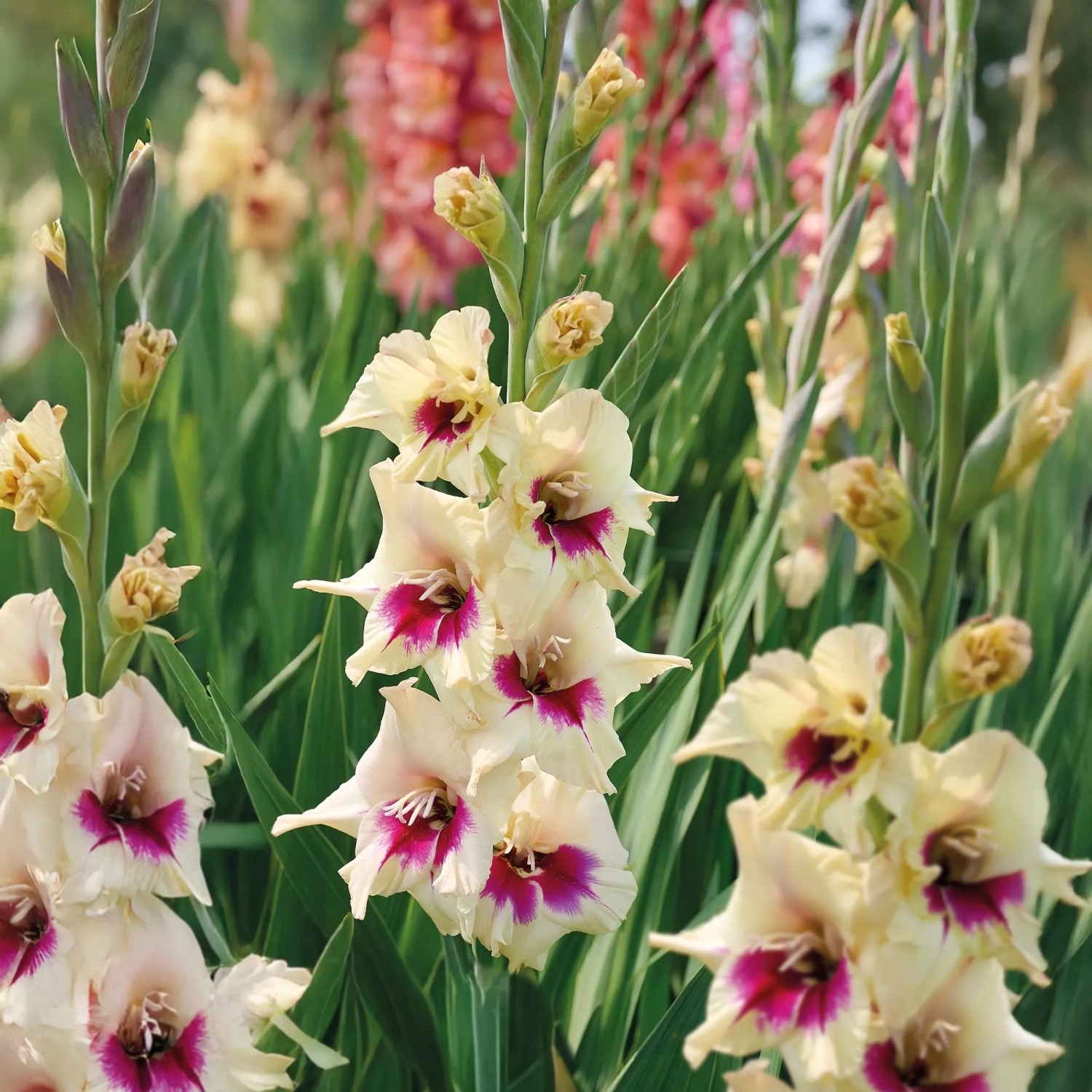 GROW by OBI Gladiole Gladiolus grandifl. Amber Mistique