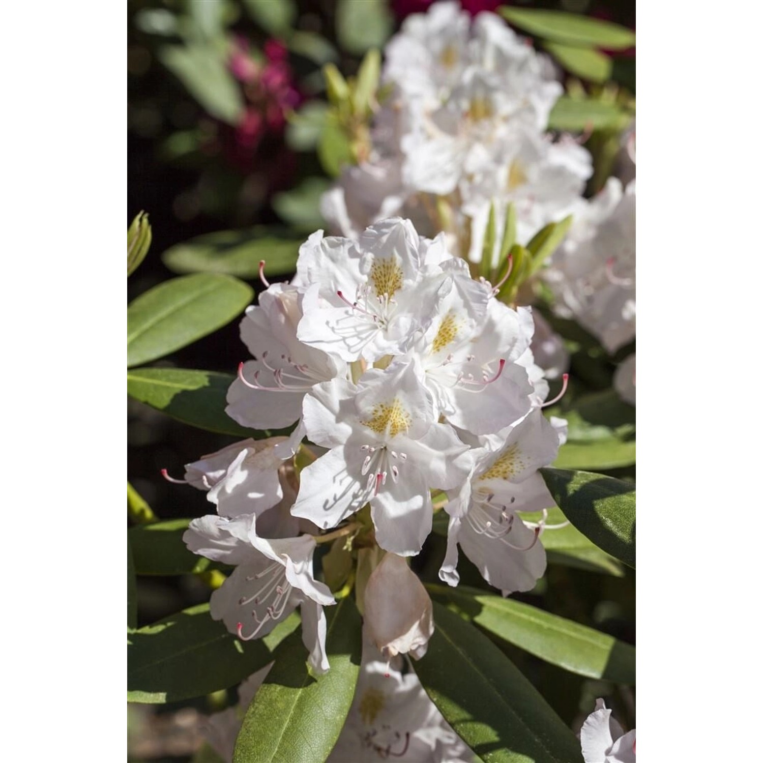 Rhododendron Hybr. Catawbiense Album Weiß 50–60 cm günstig online kaufen