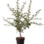 Zweigriffeliger Weißdorn Paul's Scarlet im Topf, ca. 80 cm hoch.