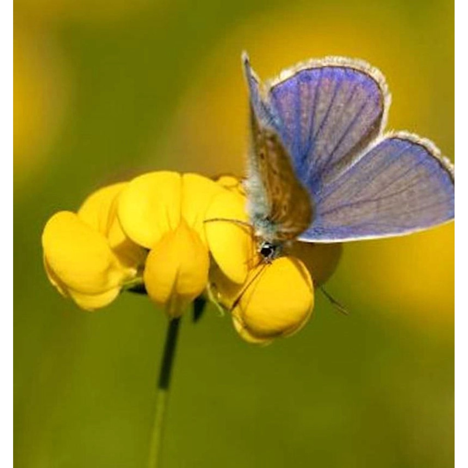 Gefüllter Hornklee - Lotus corniculatus günstig online kaufen