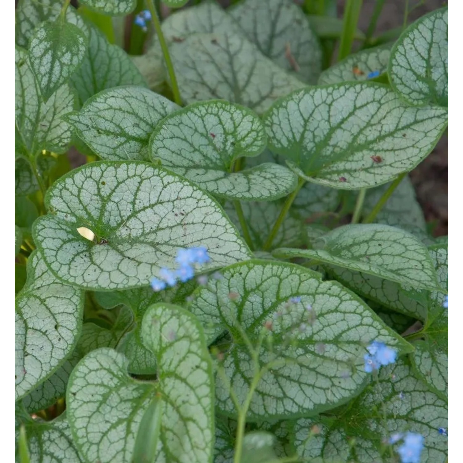 Kaukasus Vergißmeinnicht Alexanders Great - Brunnera macrophylla