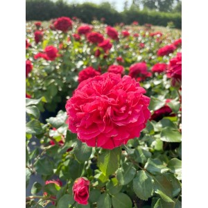 Beetrose Red Leonardo da Vinci: Tiefrote, gefüllte Blüten im Gartenbeet.