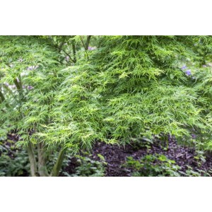 Acer Palmatum Seiryu: Japanischer Ahorn mit filigranen, grünen Blättern.