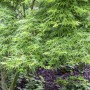 Acer Palmatum Seiryu: Japanischer Ahorn mit filigranen, grünen Blättern.