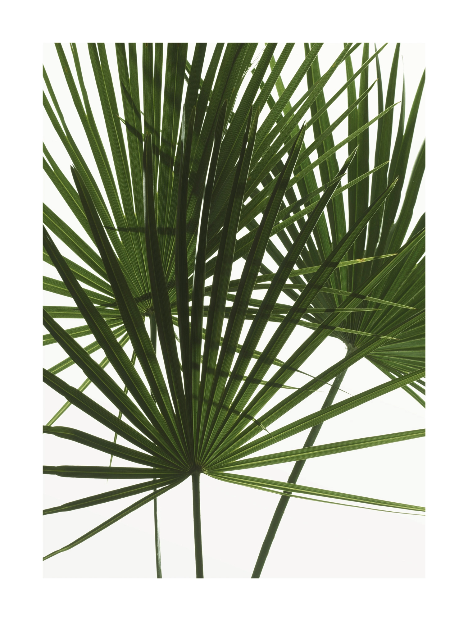 Komar Wandbild Palmtree Leaves 30 cm x 40 cm kaufen bei OBI