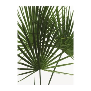 Komar Wandbild Palmtree Leaves, 30x40 cm, mit detailreichen, grünen Palmblatt-Motiven.