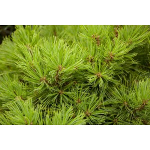 Detailaufnahme der leuchtend grünen Nadeln einer Pinus Densiflora Low Glow Kiefer.