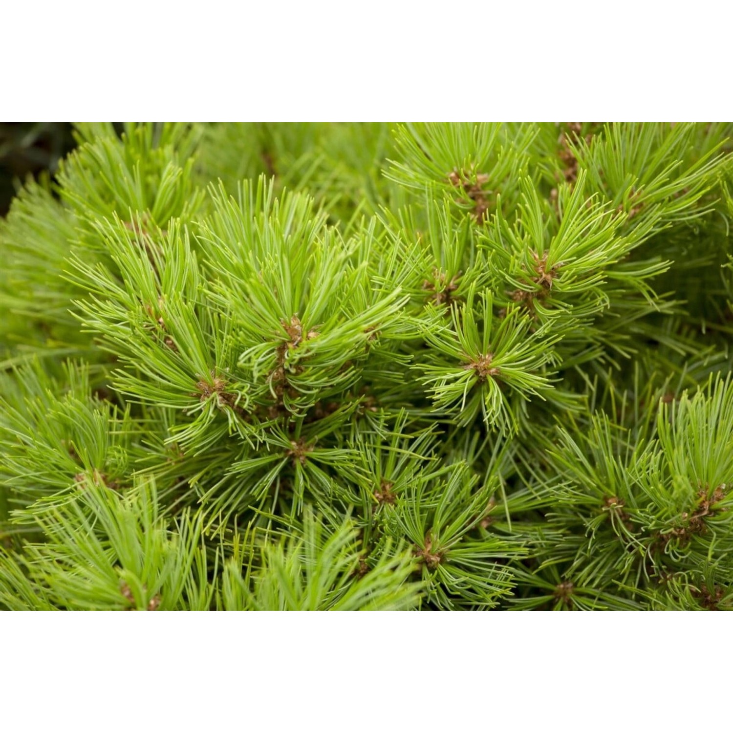 Pinus Densiflora Low Glow Kiefer Kompakt 30–40 cm günstig online kaufen