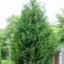 Grüne Leyland-Zypresse (Cupressocyparis leylandii), 100-125 cm, als Heckenpflanze.