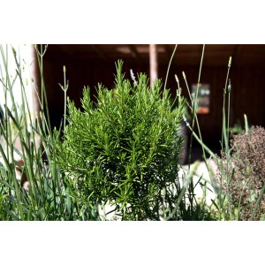 Aromatischer Rosmarin (Rosmarinus Officinalis) im 9x9 cm Topf, buschig wachsend.
