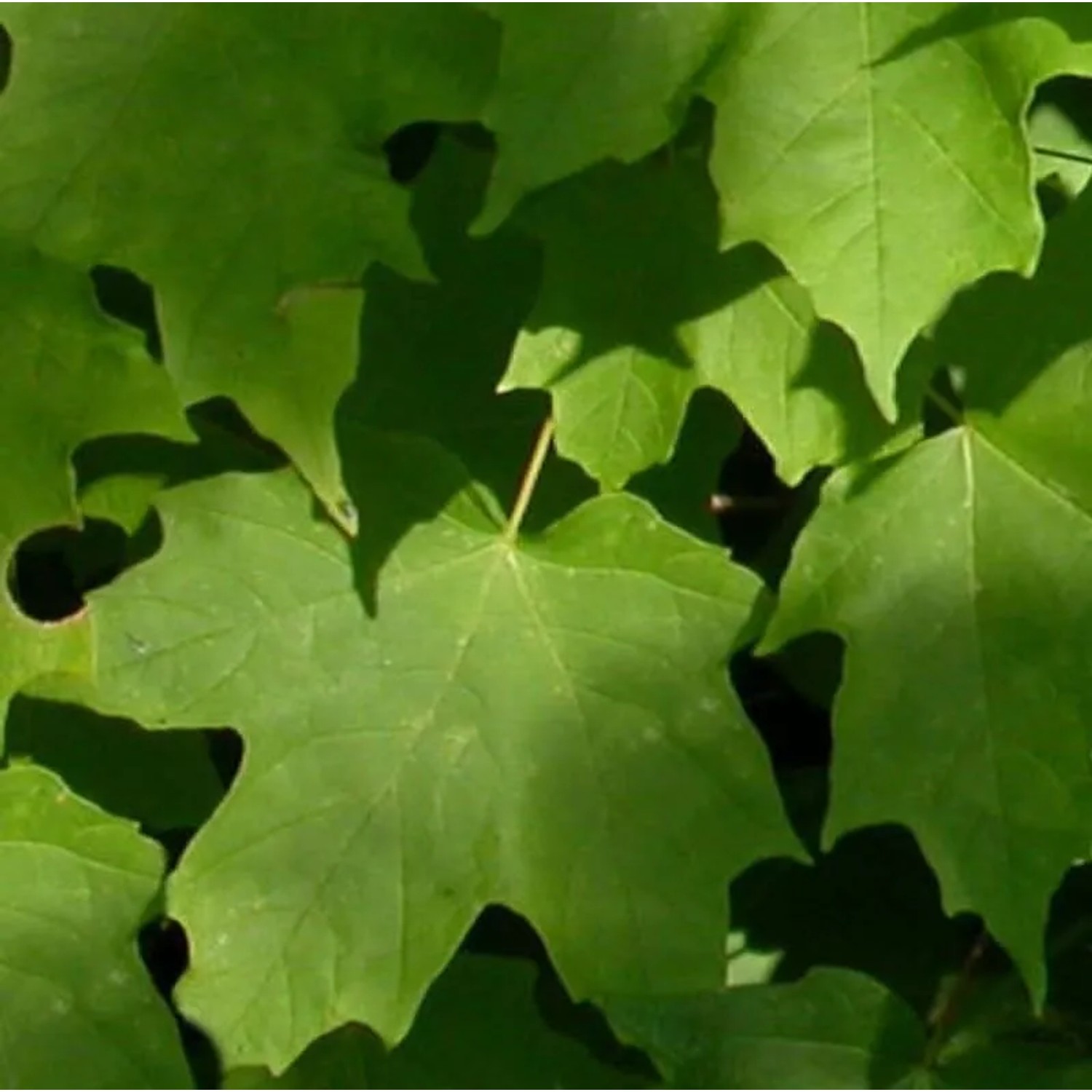 Echter Zuckerahorn 100-125cm - Acer saccarum