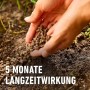 Hände verteilen COMPO Bio Tomaten Langzeit-Dünger Pellets mit Schafwolle im Garten.