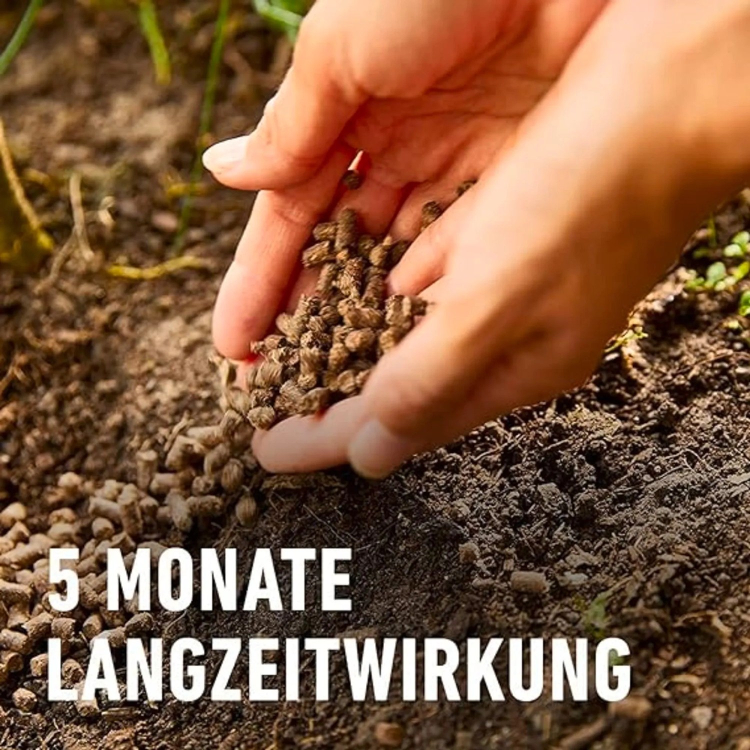 Hände verteilen COMPO Bio Tomaten Langzeit-Dünger Pellets mit Schafwolle im Garten.