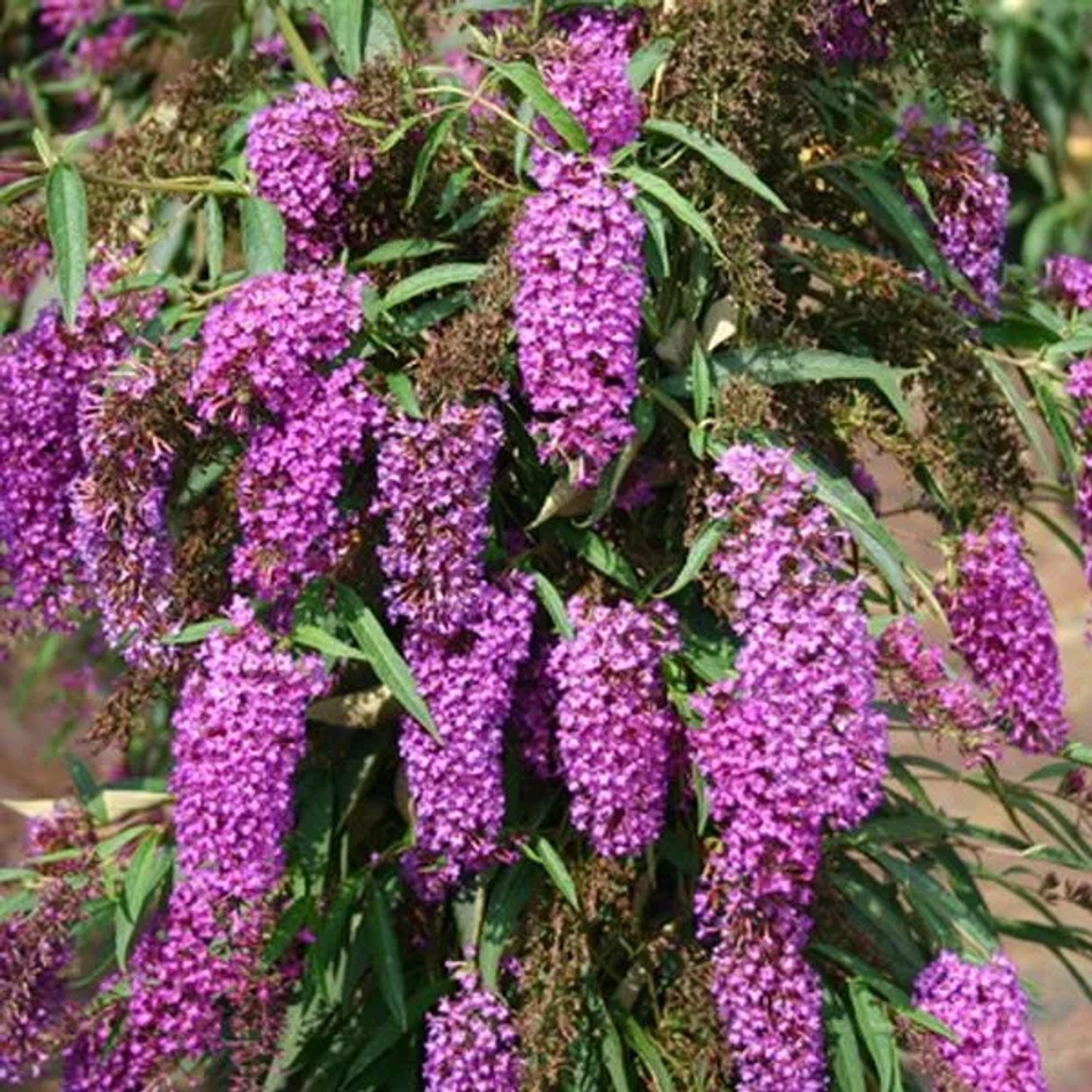 arborix Schmetterlingsstrauch 'Nanho Purple' Buddleja Davidii 40 Bis 60 Cm Im Container Violette Blüten
