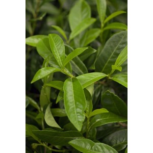 Detailaufnahme der grünen Blätter der Heckenpflanze Prunus laurocerasus 'Diana'.