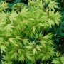 Japanischer Ahorn 'Reticulatum' mit hellgrünen, fein geäderten Blättern, 80-100 cm hoch.
