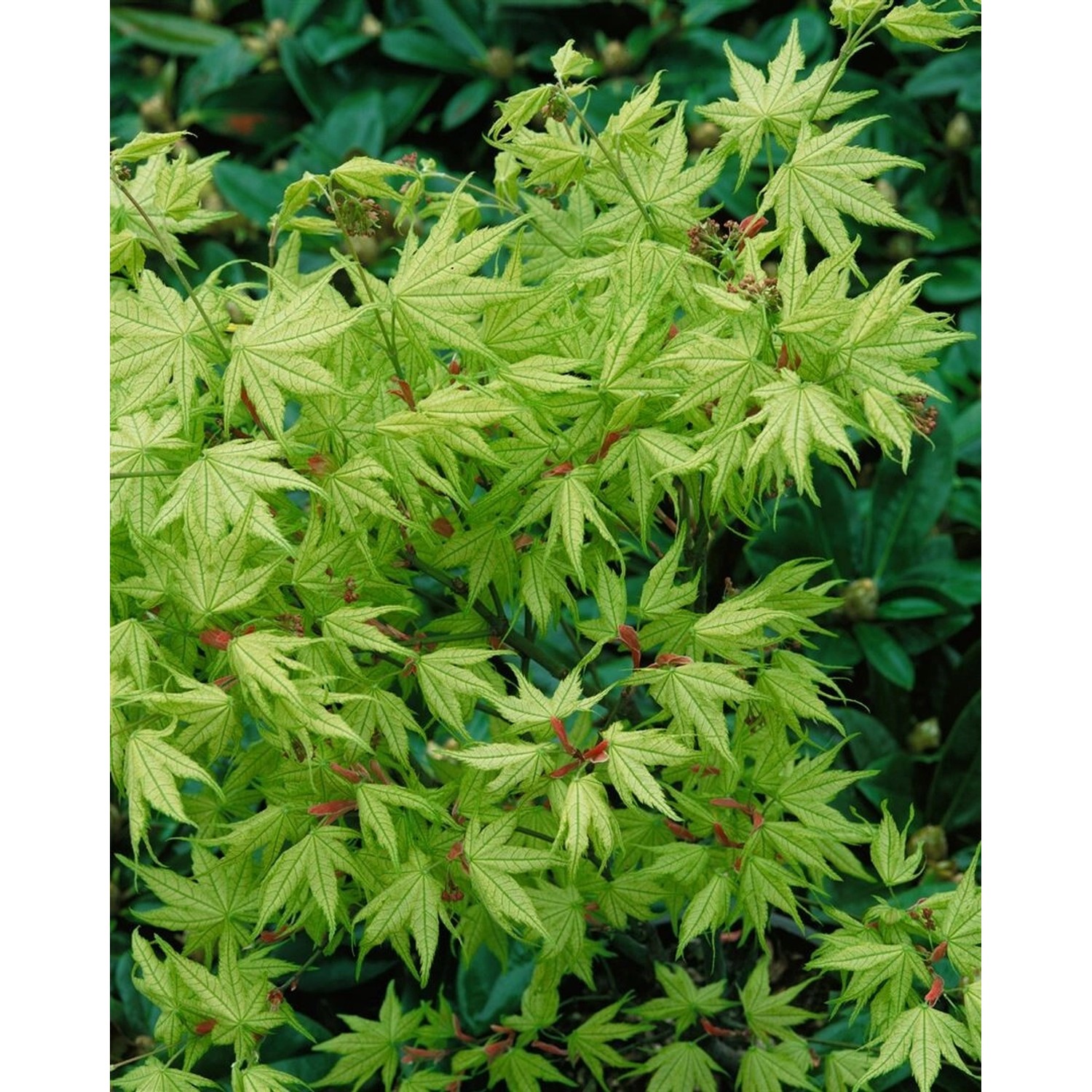 Acer Palmatum Reticulatum Japanischer Ahorn 80–100 cm günstig online kaufen