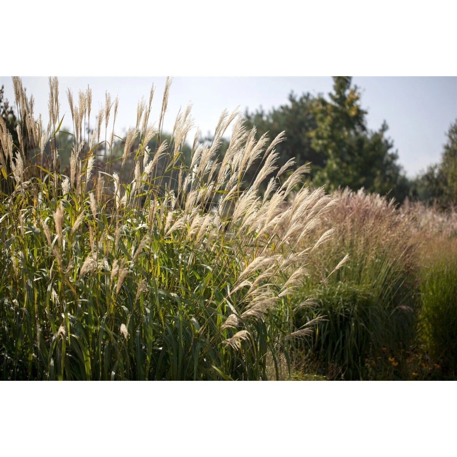 Miscanthus Sinensis Silberturm Chinaschilf Ca. 11x11 cm Topf günstig online kaufen