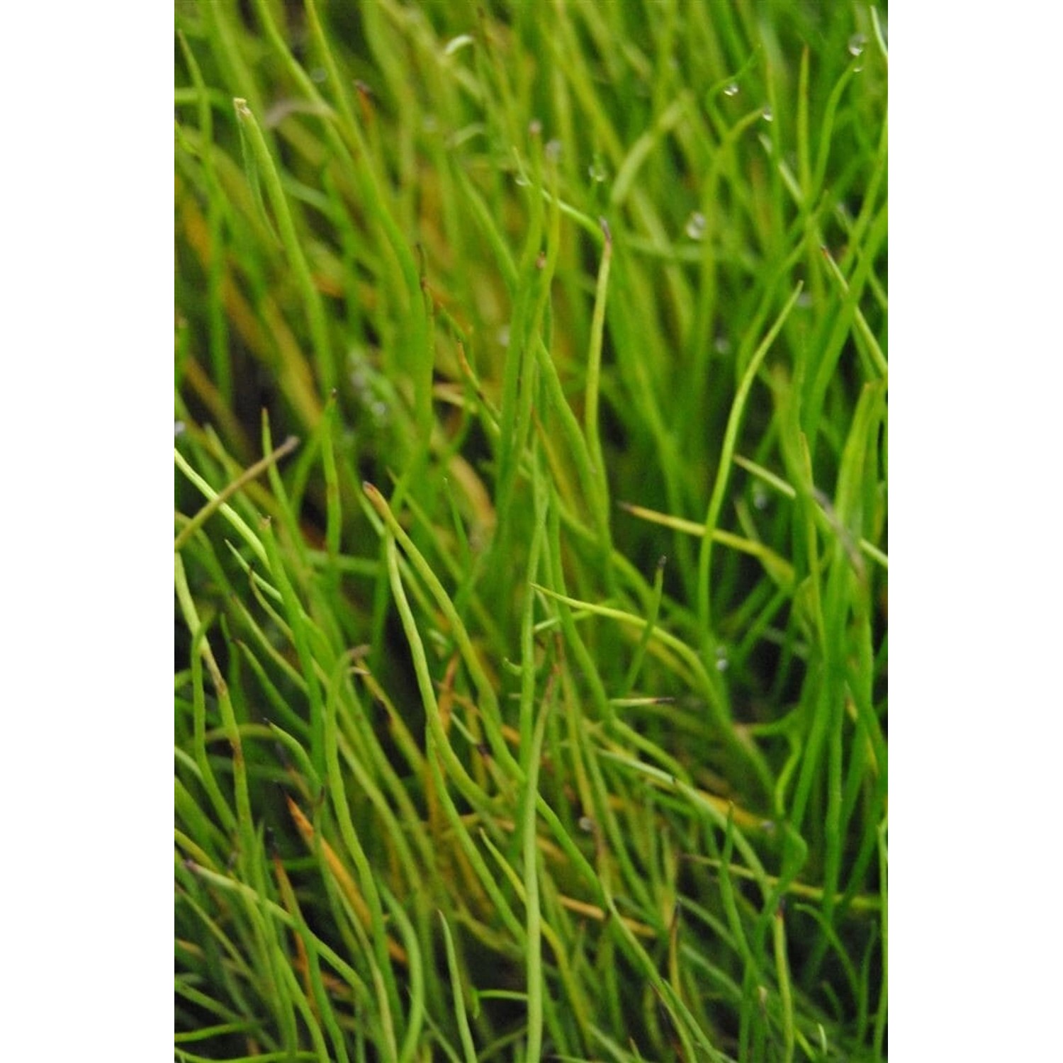 Pilularia Globulifera Pillenfarn Ca. 9x9 cm Topf günstig online kaufen