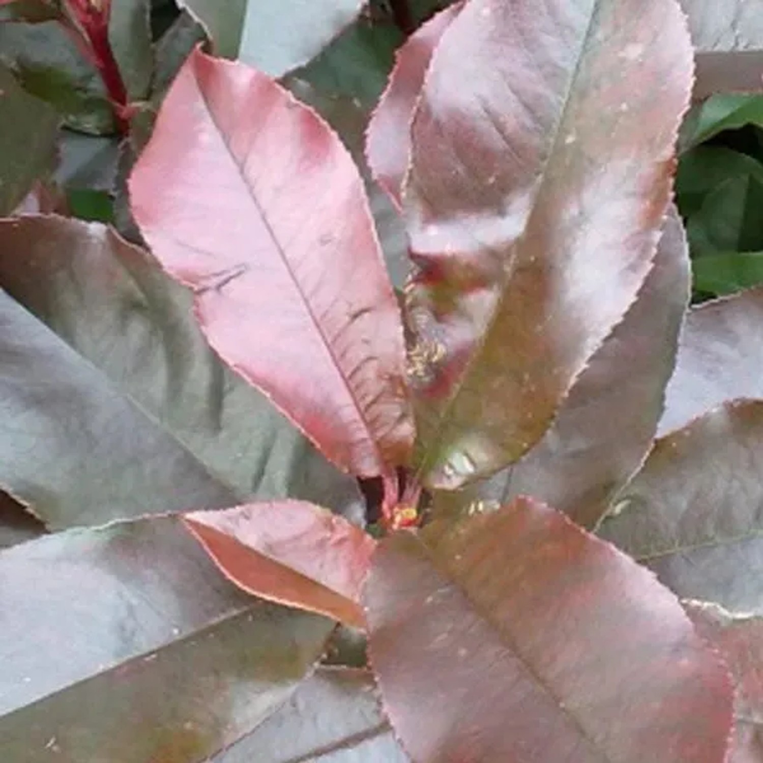 Glanzmispel 'Camilvy' Photinia fraseri 40 bis 60 cm im Container Dunkelgrünes Laub