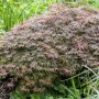 Acer Palmatum Dissectum Garnet, rotlaubiger Japanischer Ahorn im Garten.