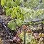 Gardena Verlängerungsrohr 20 cm im Einsatz zur Bewässerung im Micro-Drip-System.