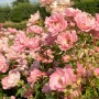 Rosa Bodendeckerrose 'Sommerwind' mit vielen rosa Blüten im Garten.