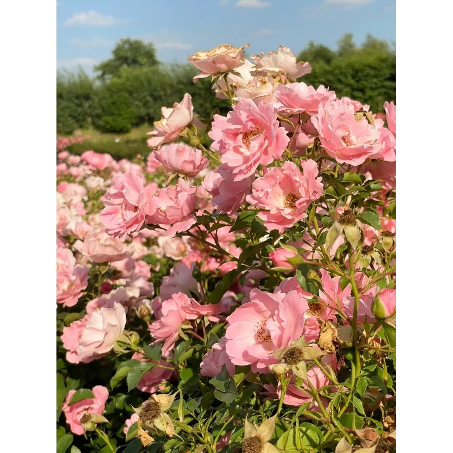Rosa Bodendeckerrose 'Sommerwind' mit vielen rosa Blüten im Garten.