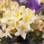 Blühender Rhododendron Luteum Daviesii mit gelben Blüten, Nahaufnahme.