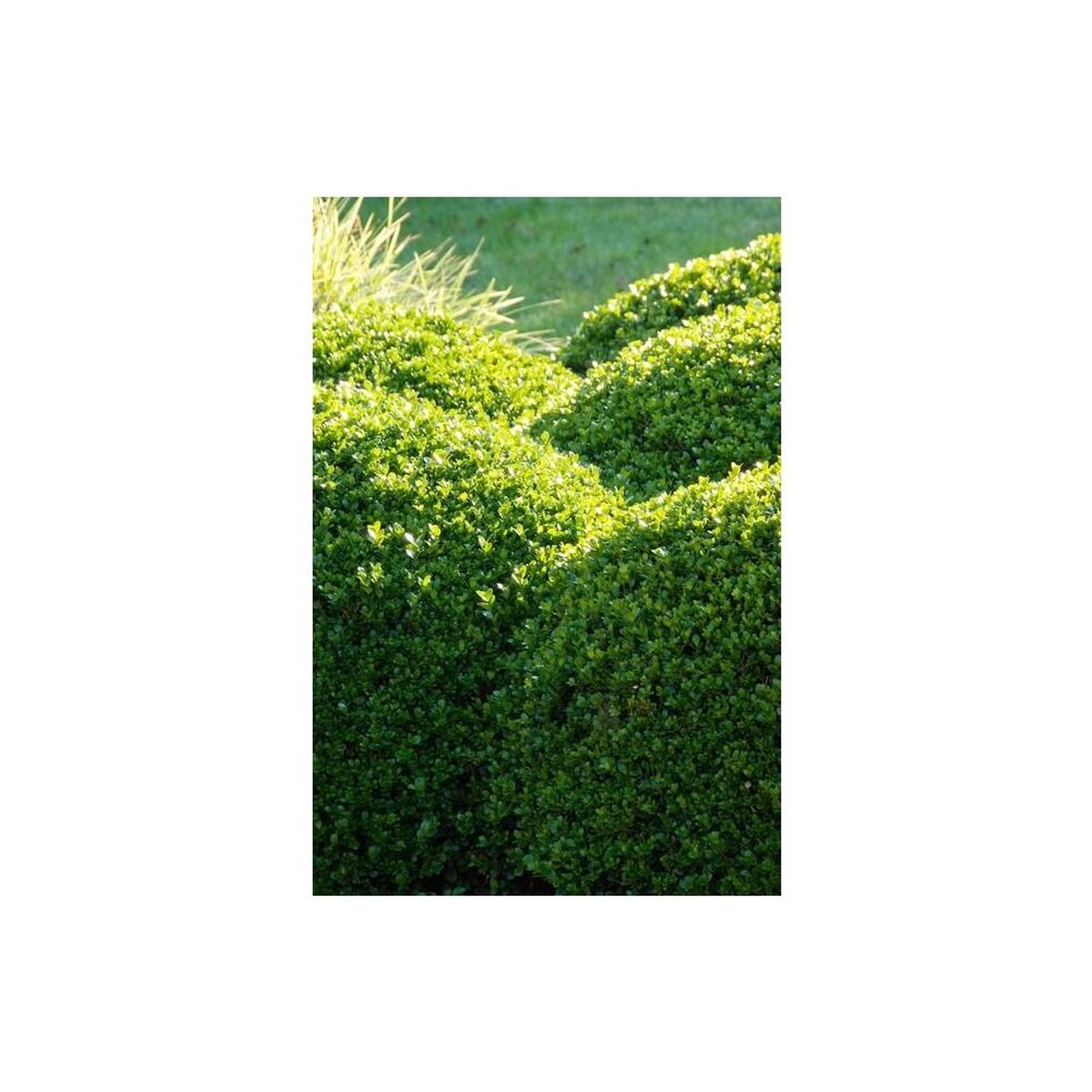 Exotenherz Buchsbaum Heckenpflanze Buxus Sempervirens 9cm Topf Set für