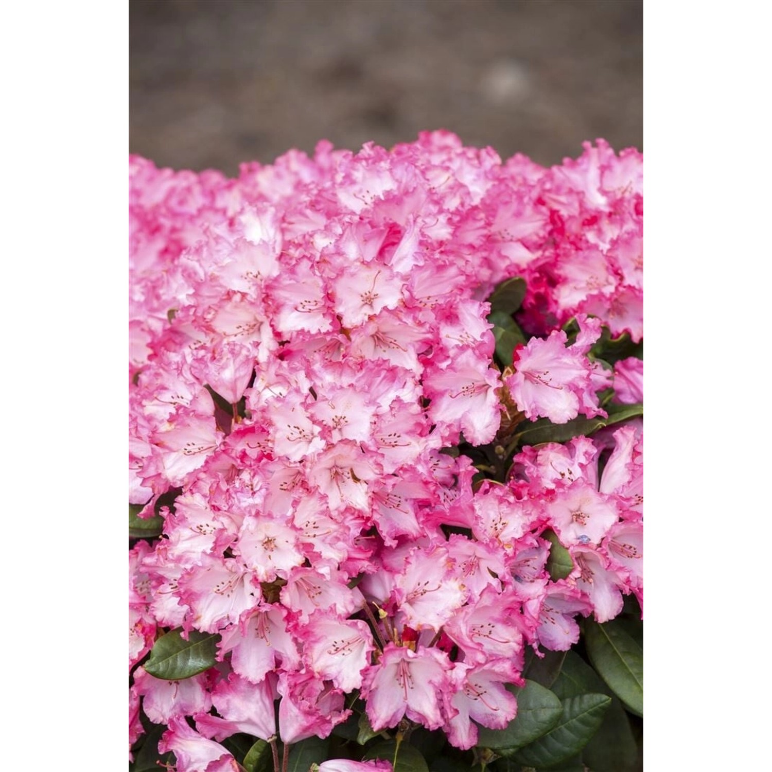 Rhododendron Yakushimanum Kokette Rosa Blüten 90–100 cm günstig online kaufen