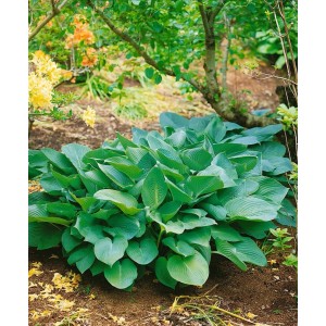 Blaublattfunkie 'Big Daddy' (Hosta Sieboldiana) im Garten, große blaugrüne Blätter.