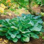 Blaublattfunkie 'Big Daddy' (Hosta Sieboldiana) im Garten, große blaugrüne Blätter.