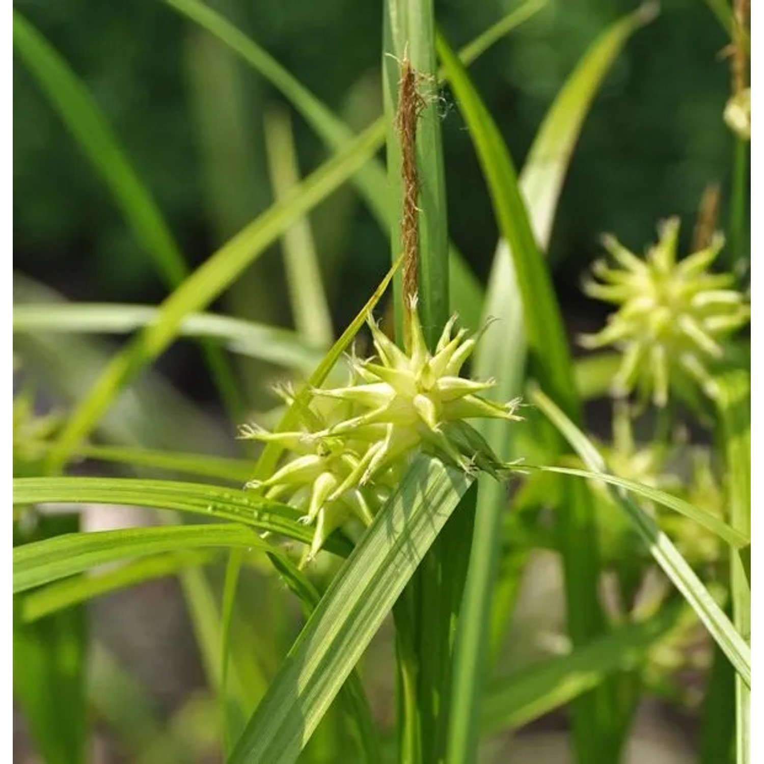 Morgensternsegge Maxigold - großer Topf - Carex grayi