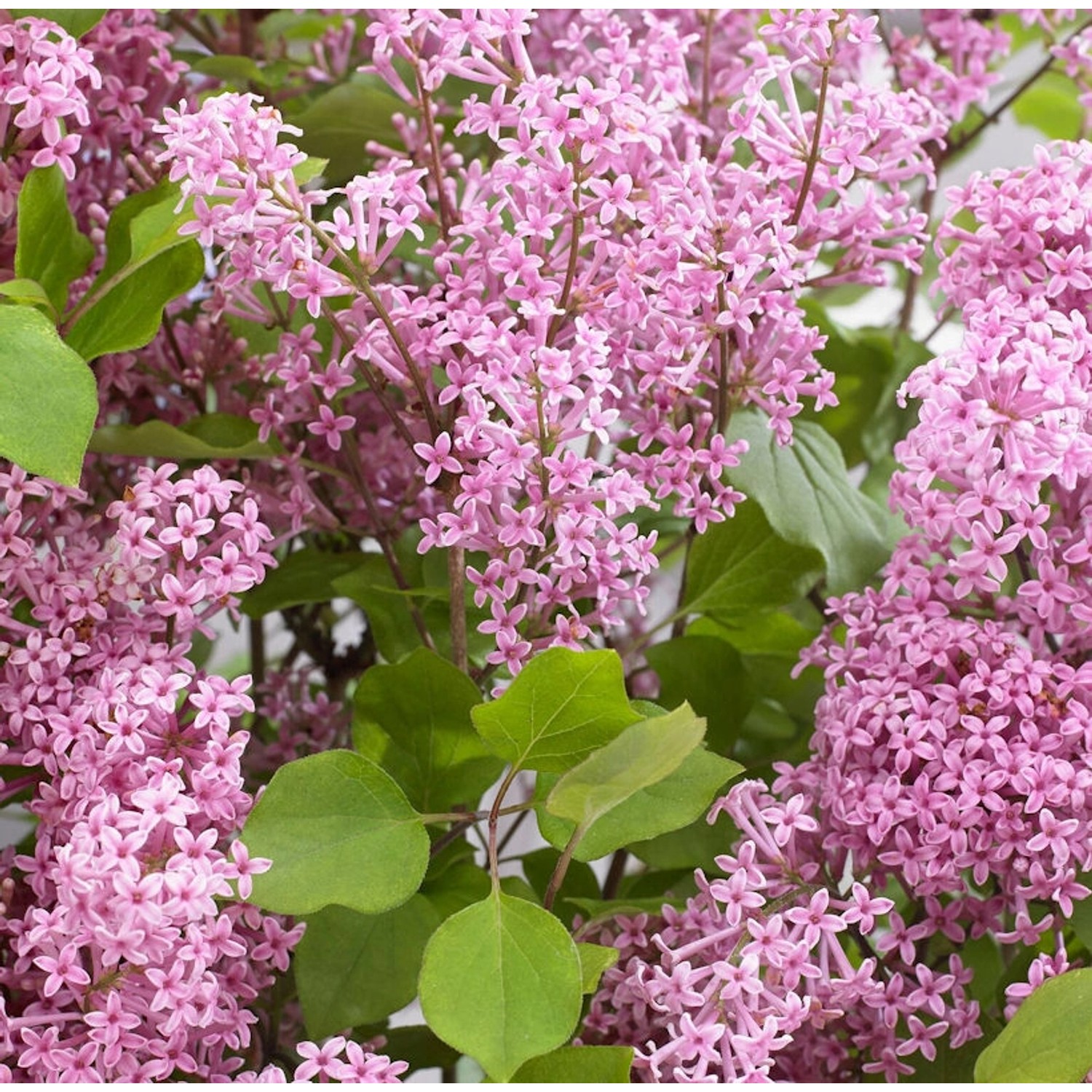 Hochstamm Zwergflieder Flowerfesta Purpur 80-100cm - Syringa günstig online kaufen