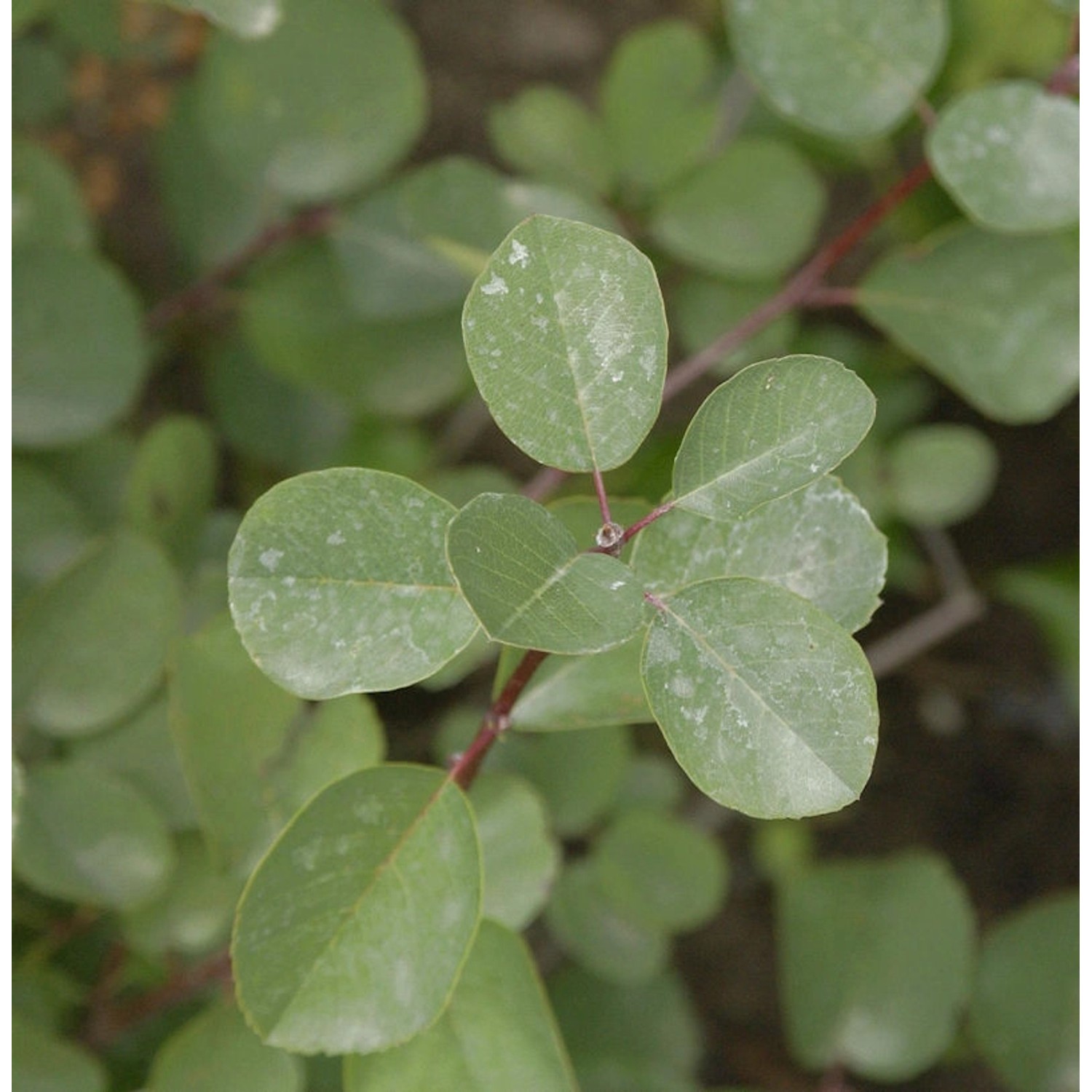 Hochstamm Felsenbirne Helvetica 80-100cm - Amelanchier rotundifolia günstig online kaufen