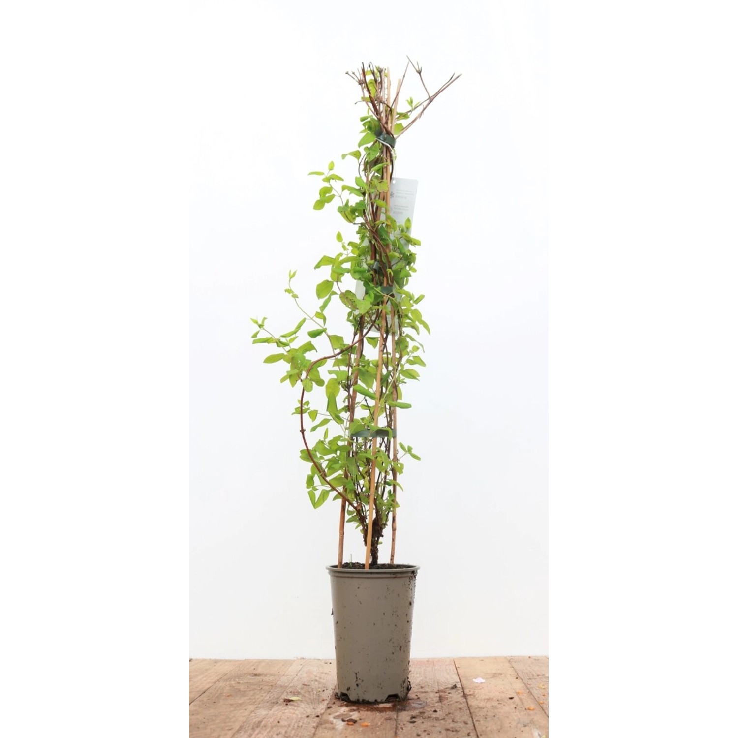 Lonicera Japonica Halliana Japanische Geißschlinge Cremeweiß 60–100 cm günstig online kaufen