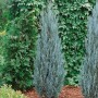 Säulenförmiger, blaugrauer Juniperus Blue Arrow Wacholder im Gartenbeet.