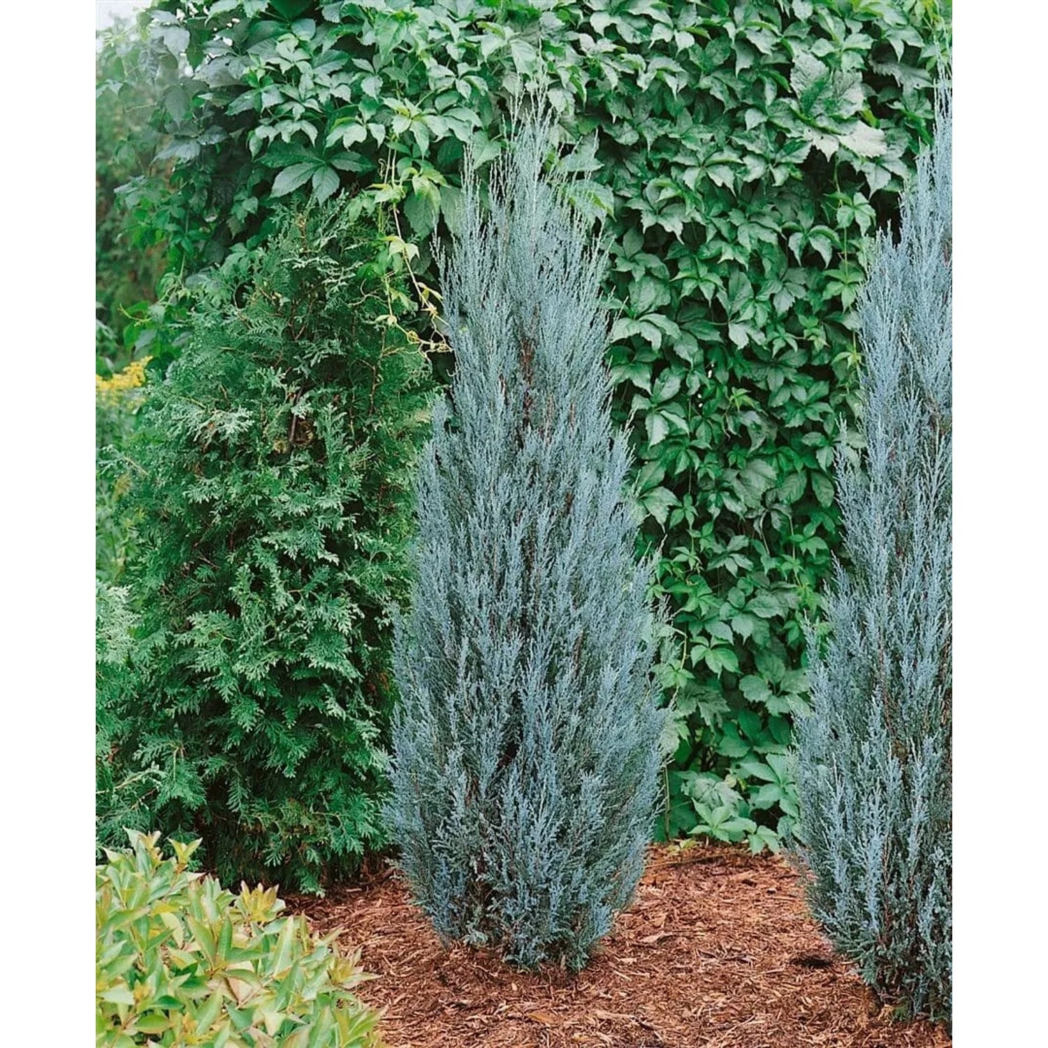 Säulenförmiger, blaugrauer Juniperus Blue Arrow Wacholder im Gartenbeet.