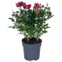 Zimmer-Rose Sortiert Höhe ca. 25 - 30 cm Topf-Ø ca. 10,5 cm Rosa Hybride_5