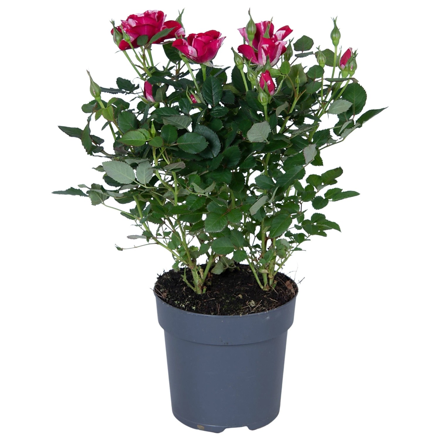 Zimmer-Rose Sortiert Höhe ca. 25 - 30 cm Topf-Ø ca. 10,5 cm Rosa Hybride_5