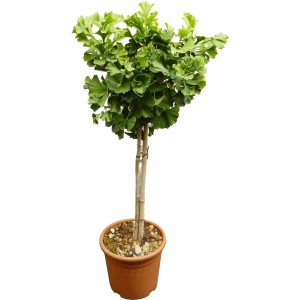 GROW by OBI Fächerblattbaum Mariken im Topf, ca. 60 cm hoch.
