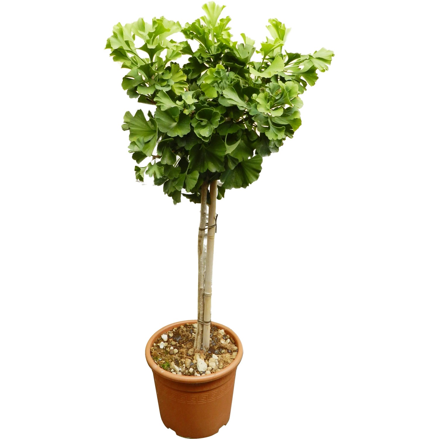 japanische aukube zimmerpflanze Japanische Buntlaubige Aukube kaufen | Aucuba japonica 'Variegata'