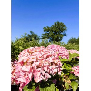 Baumfink Ballhortensie Dolly Buster als Topfpflanze 30-40cm