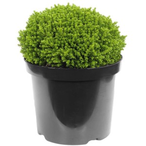 Strauchehrenpreis Hebe im 12 cm Topf, grüne Herbstpflanze für den Garten.