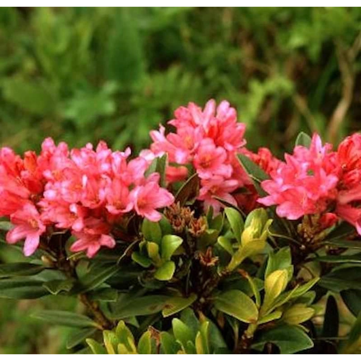 Japanische Azalee Little Red 40-50cm - Rhododendron obtusum - Zwerg Alpenro günstig online kaufen