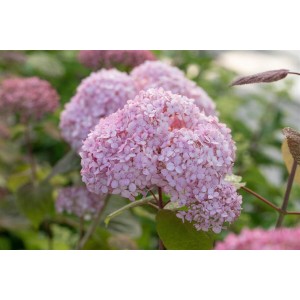 Nahaufnahme der rosa Blütenbälle der Schneeballhortensie Candybelle Bubblegum.